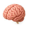 Ilustración cerebro
